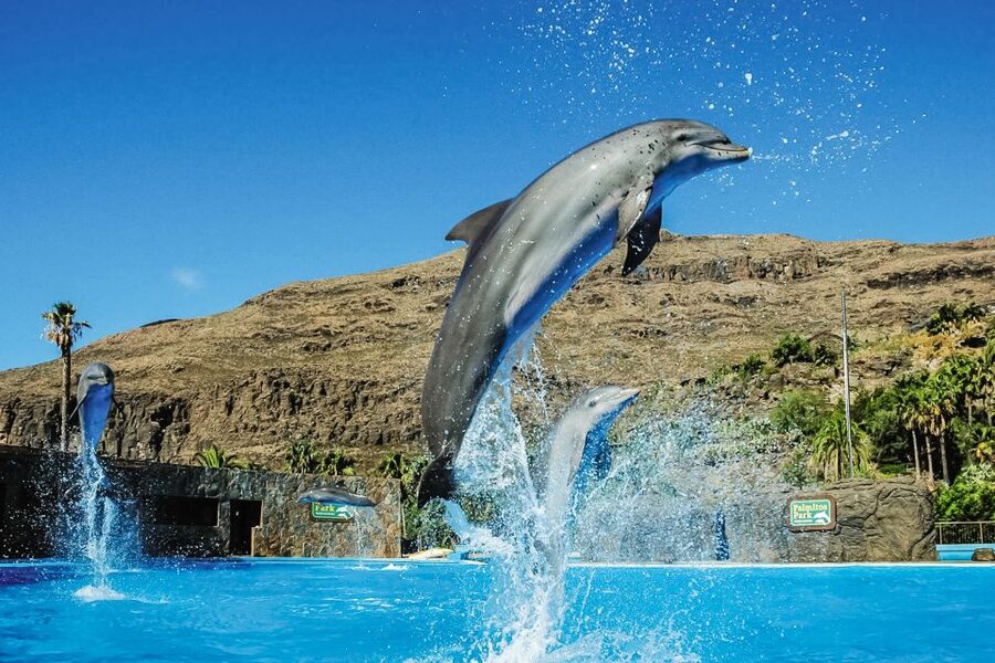 Maspalomas: Palmitos Park Ticket with Dolphin and Bird Shows - Island of Primates and the smaller mammals