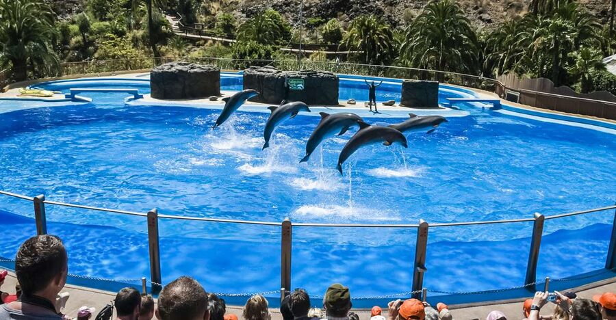 Maspalomas: Palmitos Park Ticket with Dolphin and Bird Shows - Getting from Maspalomas to the mountain valley