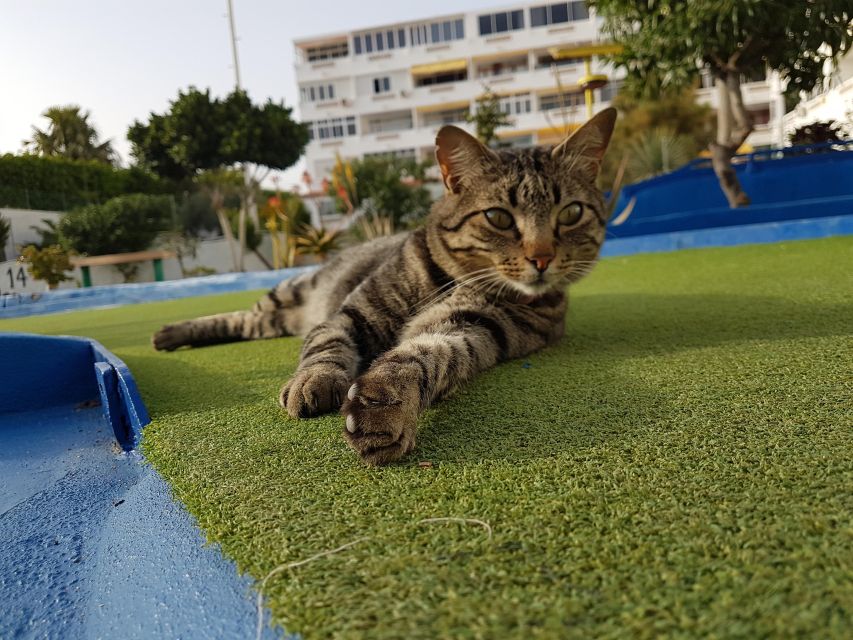Playa del Inglés: Minigolf Taidia - Who should book Minigolf Taidia?