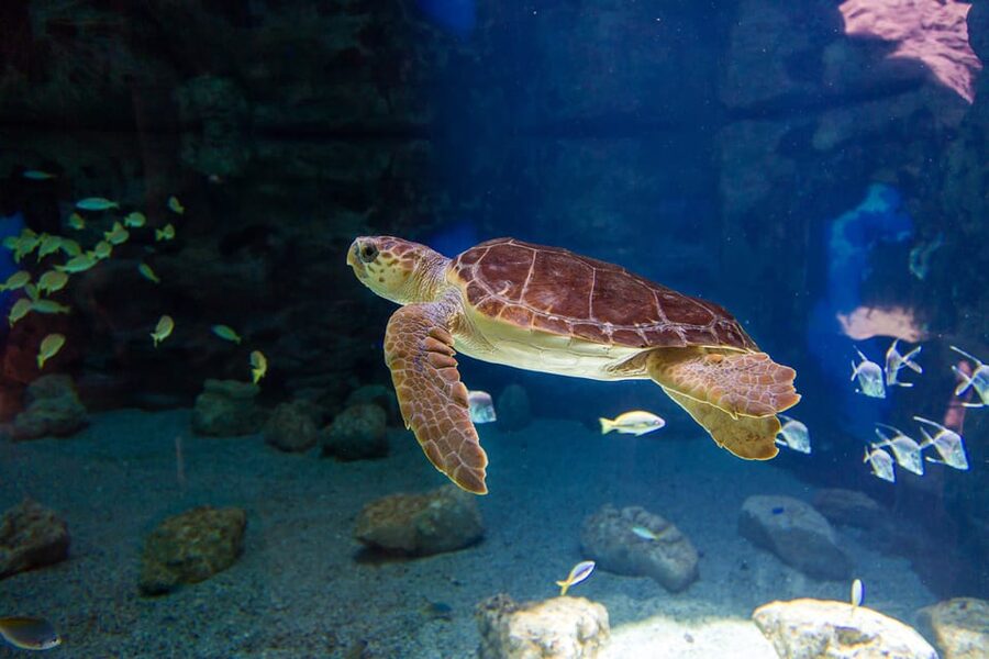Poema del Mar Skip-the-Line Ticket - A 35-ecosystem walk through the Blue Planet