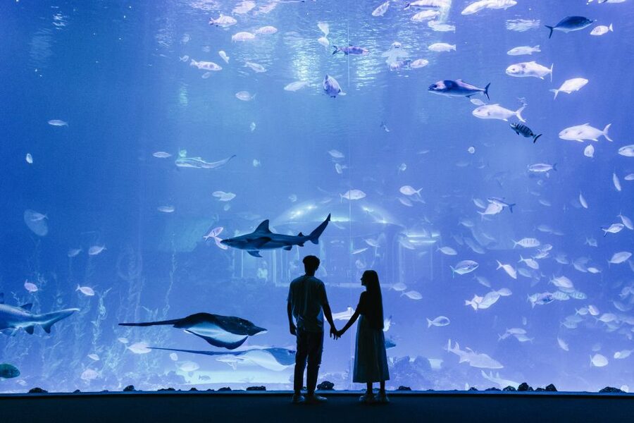 Poema del Mar Skip-the-Line Ticket - The Deep Sea exhibit goes dark and quiet
