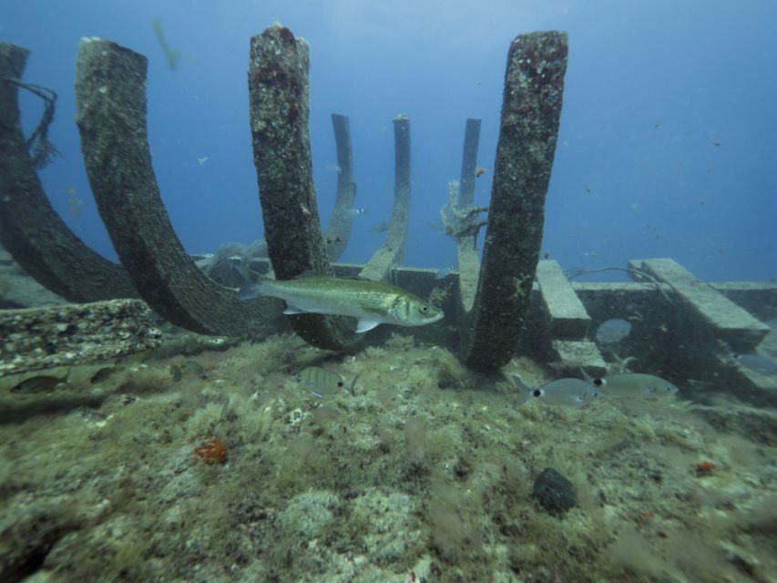 Puerto de Mogán: Submarine Tour - Getting to the dock and possible transfers