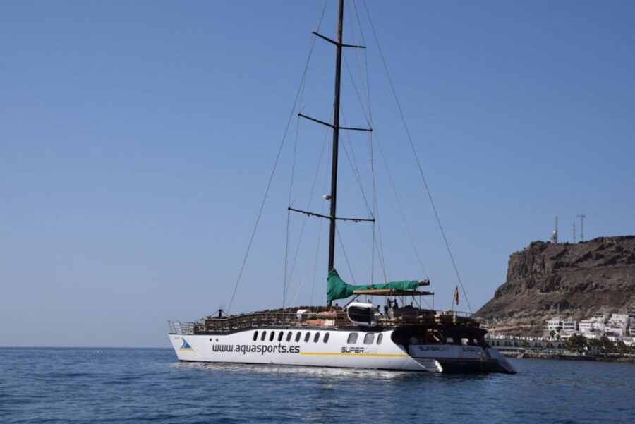 Puerto Rico : 2 hour Dolphin Catamaran Excursion - How the dolphin search works