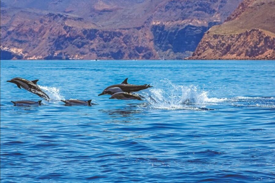 Puerto Rico de Gran Canaria: Premium Dolphin Catamaran Tour - Key points to know before you sail