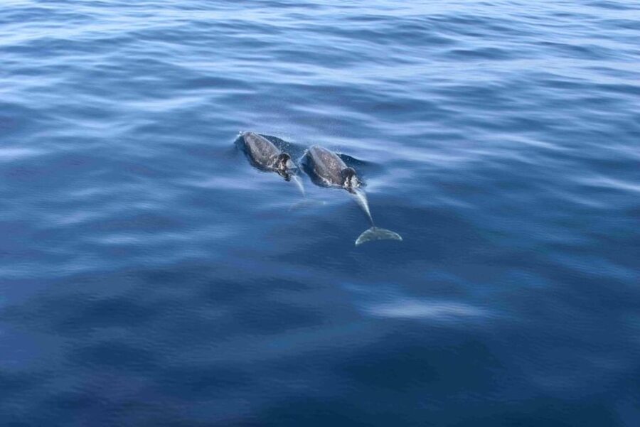 Puerto Rico de Gran Canaria: Premium Dolphin Catamaran Tour - A four-hour outing from Puerto Rico