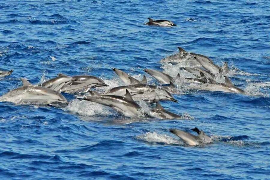 Puerto Rico de Gran Canaria: Premium Dolphin Catamaran Tour - Coastal views from Puerto Rico to the southern shore
