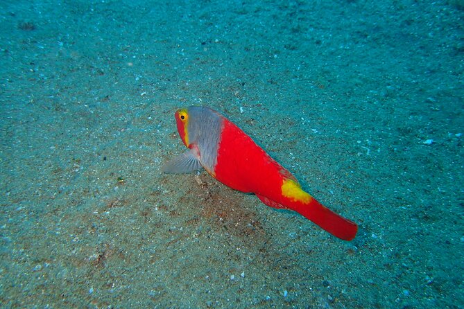 Scuba Diving Experience at Arguineguin and Puerto Rico - Key points at a glance