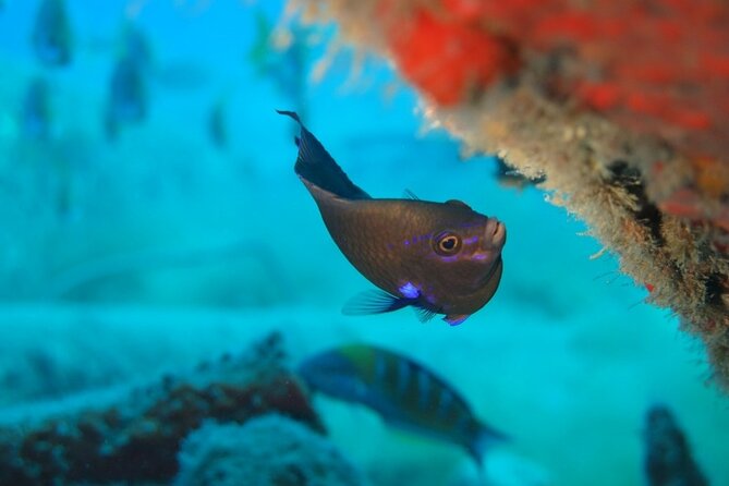 Scuba Diving Experience at Arguineguin and Puerto Rico - What the positive feedback tells you about the center