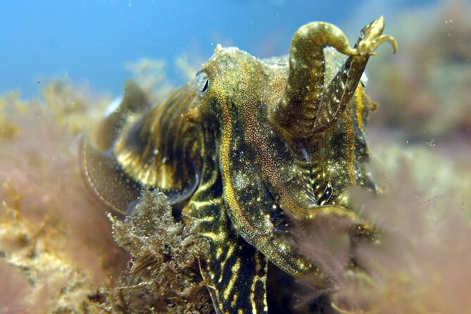 Scuba Diving Experience for Beginners in Gran Canaria - Who will get the most from this session