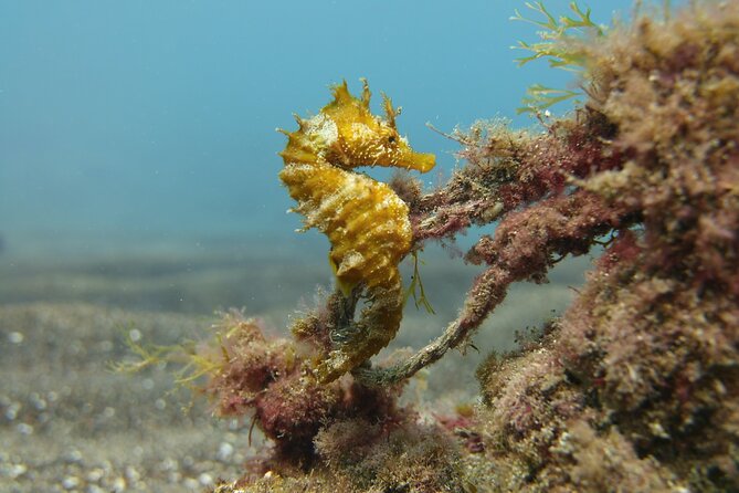 Scuba Diving Experience for Beginners in Gran Canaria - Planning around flights and cancellation