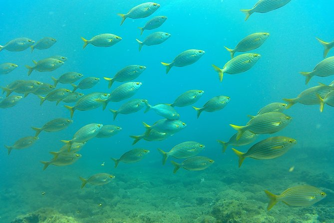 Snorkeling in Gran Canaria with Hotel Pick-up - English, fitness, and other practical points