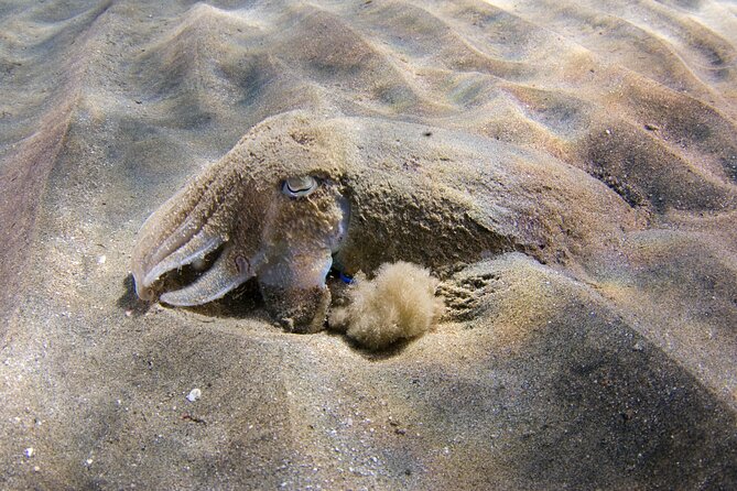 Snorkeling in Gran Canaria with Hotel Pick-up - Who will get the most from this snorkeling trip