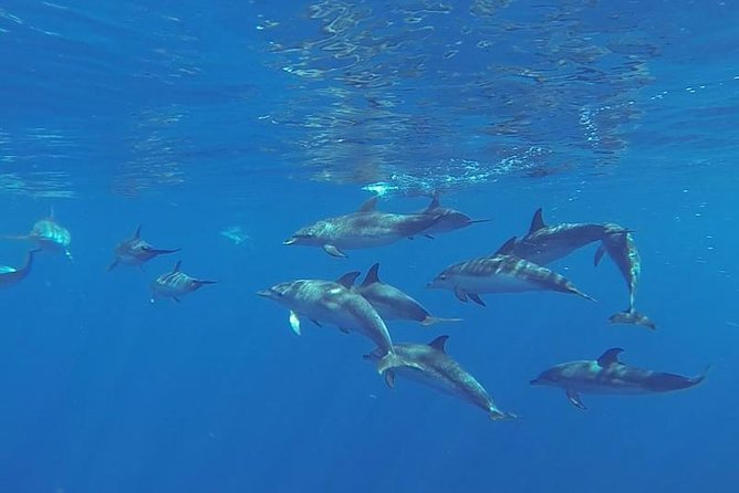Spirit of the Sea: Cetacean sighting in Gran Canaria - Key points before you book