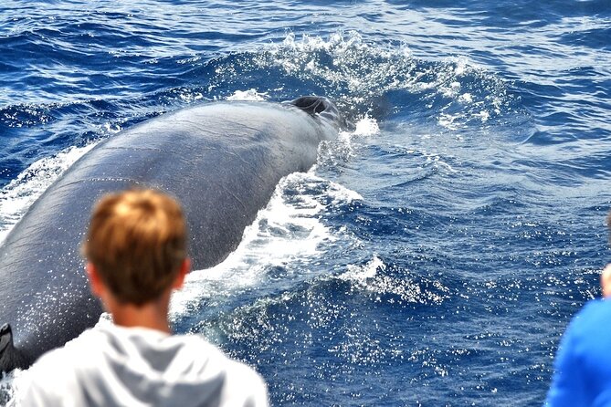 Spirit of the Sea: Cetacean sighting in Gran Canaria - Searching the water for dolphins and whales