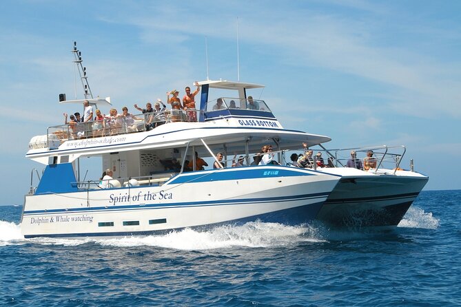Spirit of the Sea: Cetacean sighting in Gran Canaria - A respectful approach to marine life