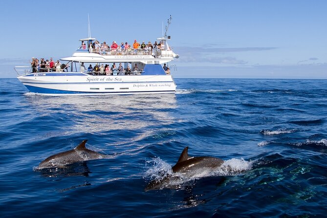 Spirit of the Sea: Cetacean sighting in Gran Canaria - What the two-and-a-half-hour schedule feels like