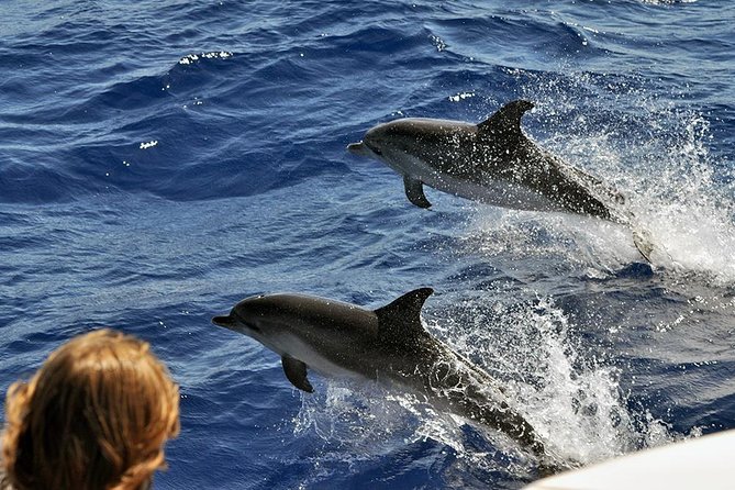Spirit of the Sea: Cetacean sighting in Gran Canaria - Boarding, comfort, and customer service