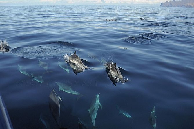 Spirit of the Sea: Cetacean sighting in Gran Canaria - Who will enjoy this Gran Canaria boat trip?