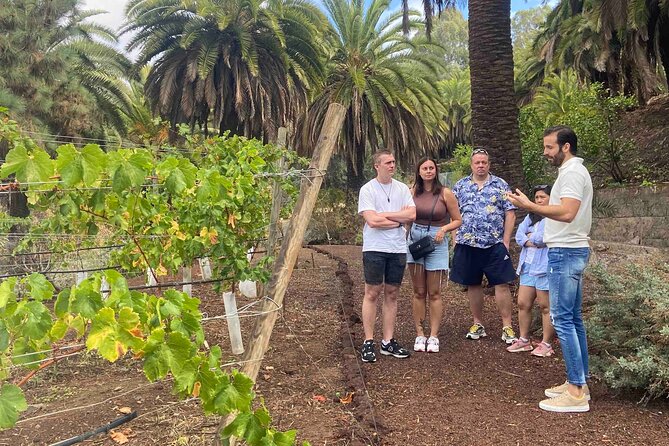 Taste Gran Canaria's unique wines - A working vineyard and the Wine House Museum