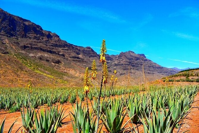Tour to Arucas, Teror, Aloe Vera farm - Highlights - Key points to know before booking